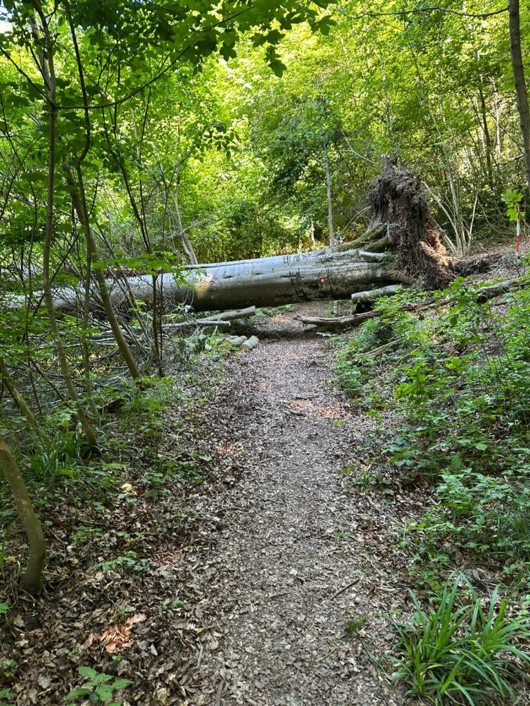 Medvednica trail- Antonija Janči treća